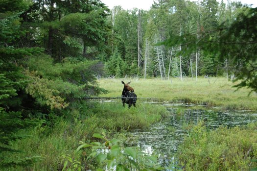 Moose on the Mizzy Lake trail