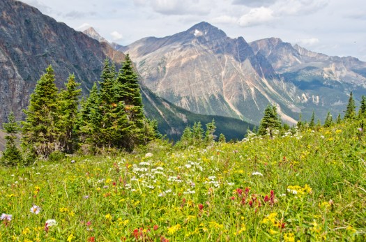 Alpine Wildflowers in the Cavell Meadows