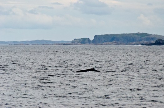 Humpback Whale